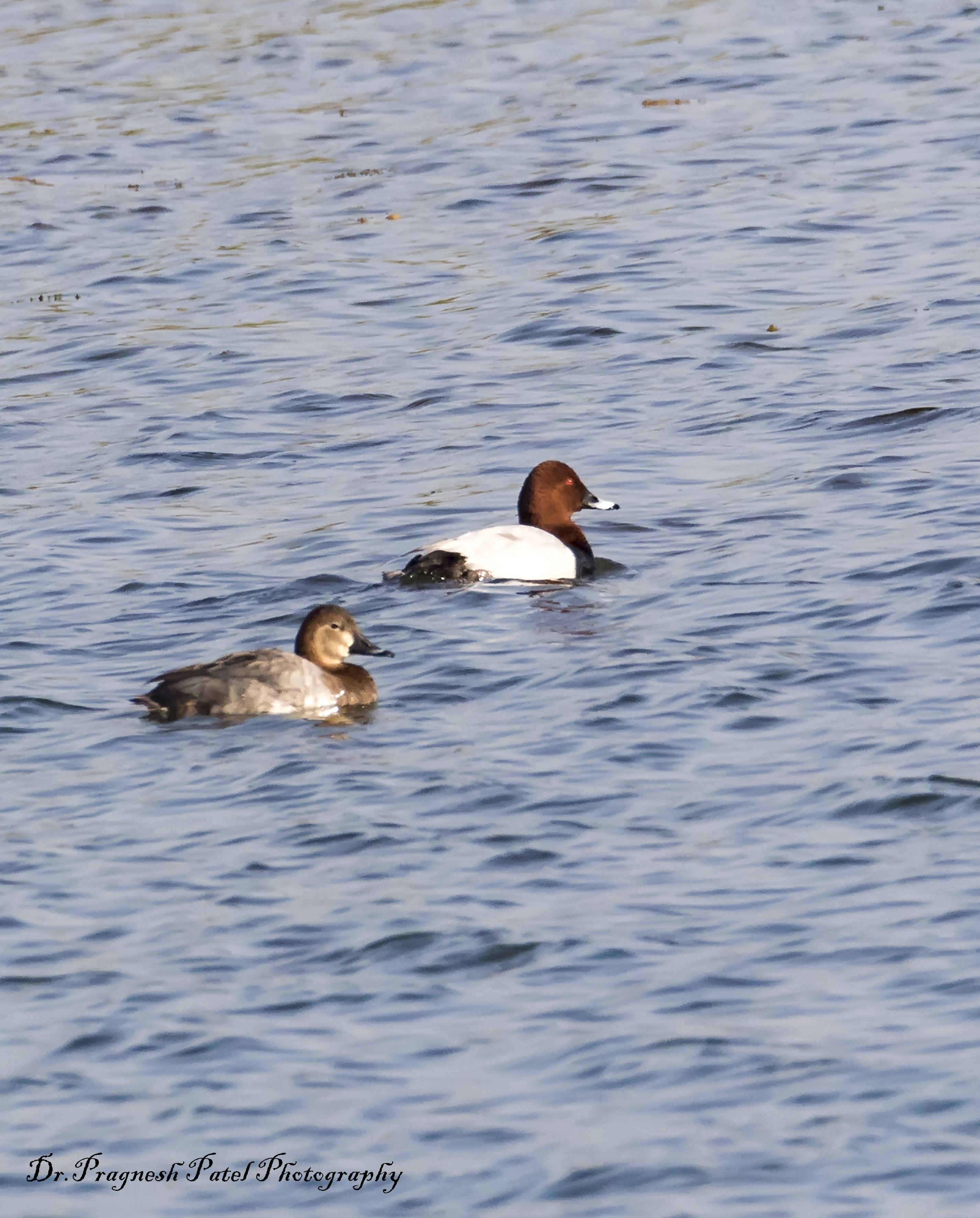 Common Pochard